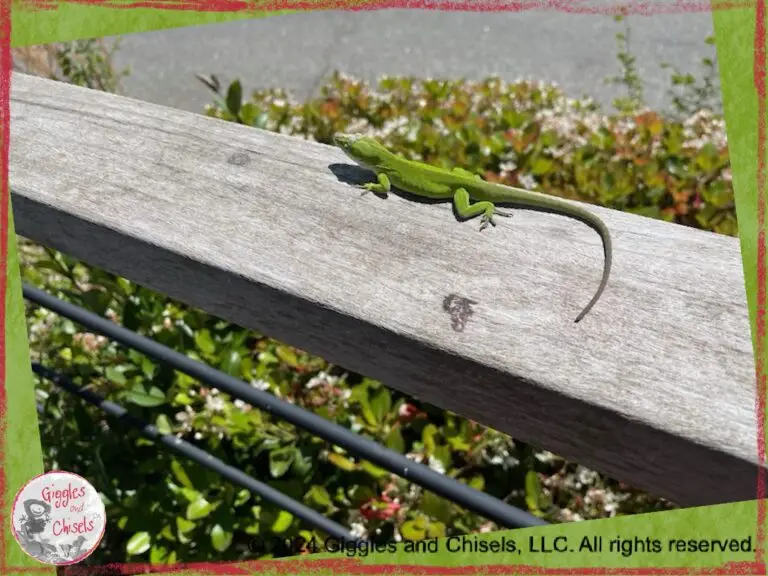 Picture of a lizard, sunbathing