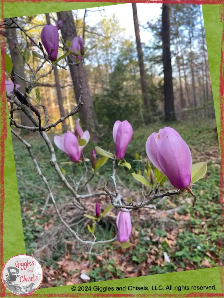 Picture of a magnolia, in bloom