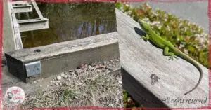 Two pictures highlighting the potential of outdoor learning