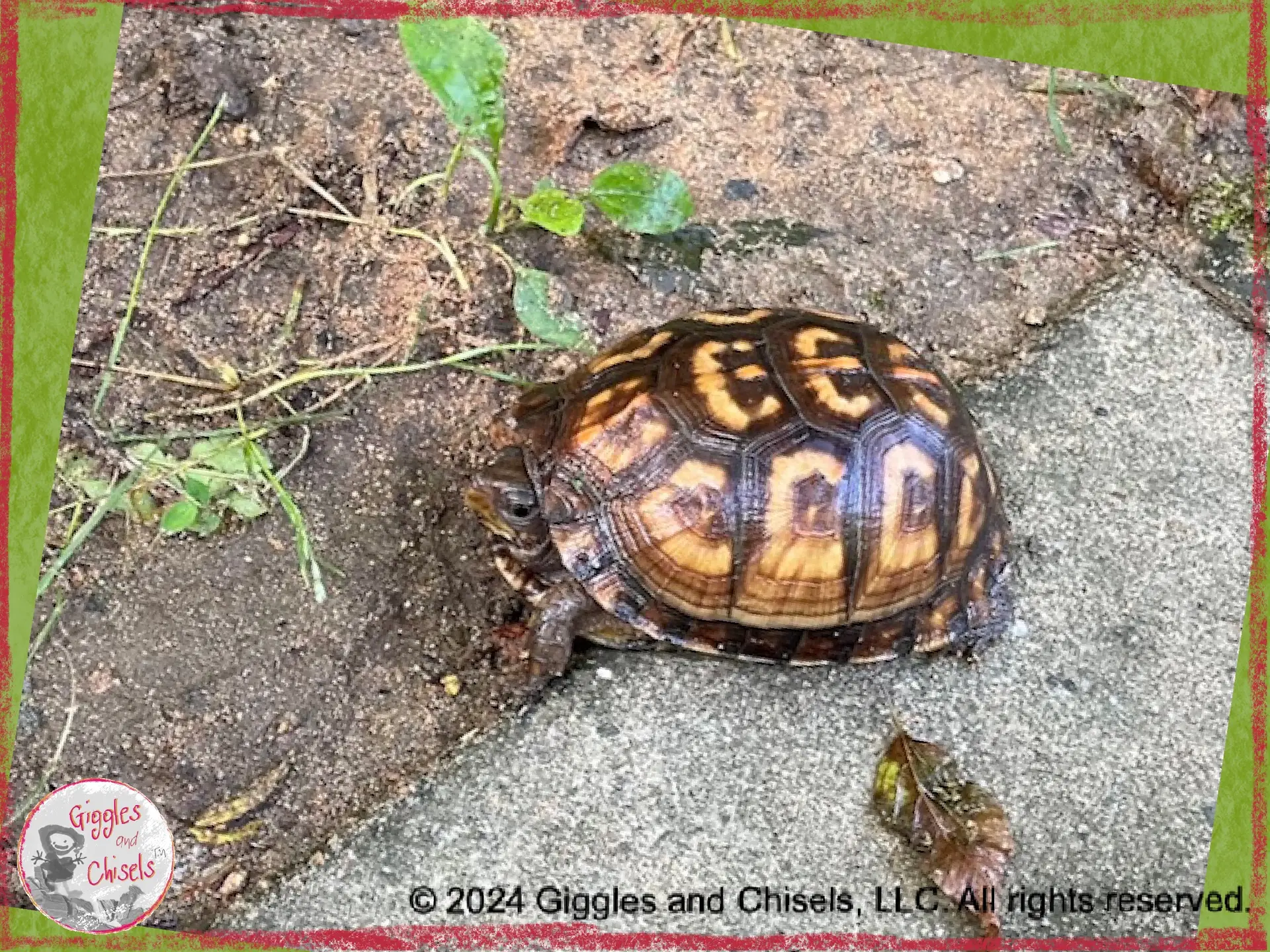 Picture of a turtle, walking on a trail