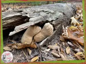 A pair of wood carved feet, hidden in the trunk of a tree.