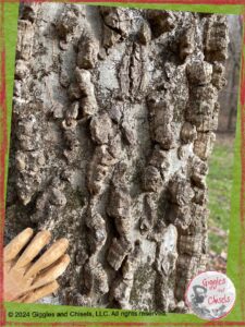 A picture of Pierre Qui Roule's hand, a wooden puppet, touching the bark of a tree