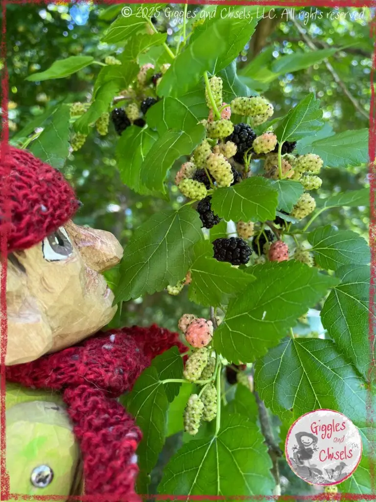 Pierre qui Roule, a wooding puppet, looking at a mulberry tree