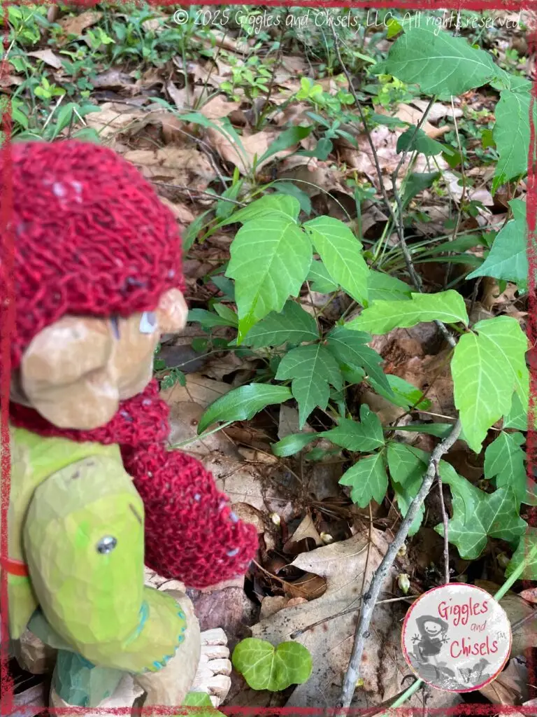 Pierre Qui Roule, a wooden puppet, looking at poison ivy