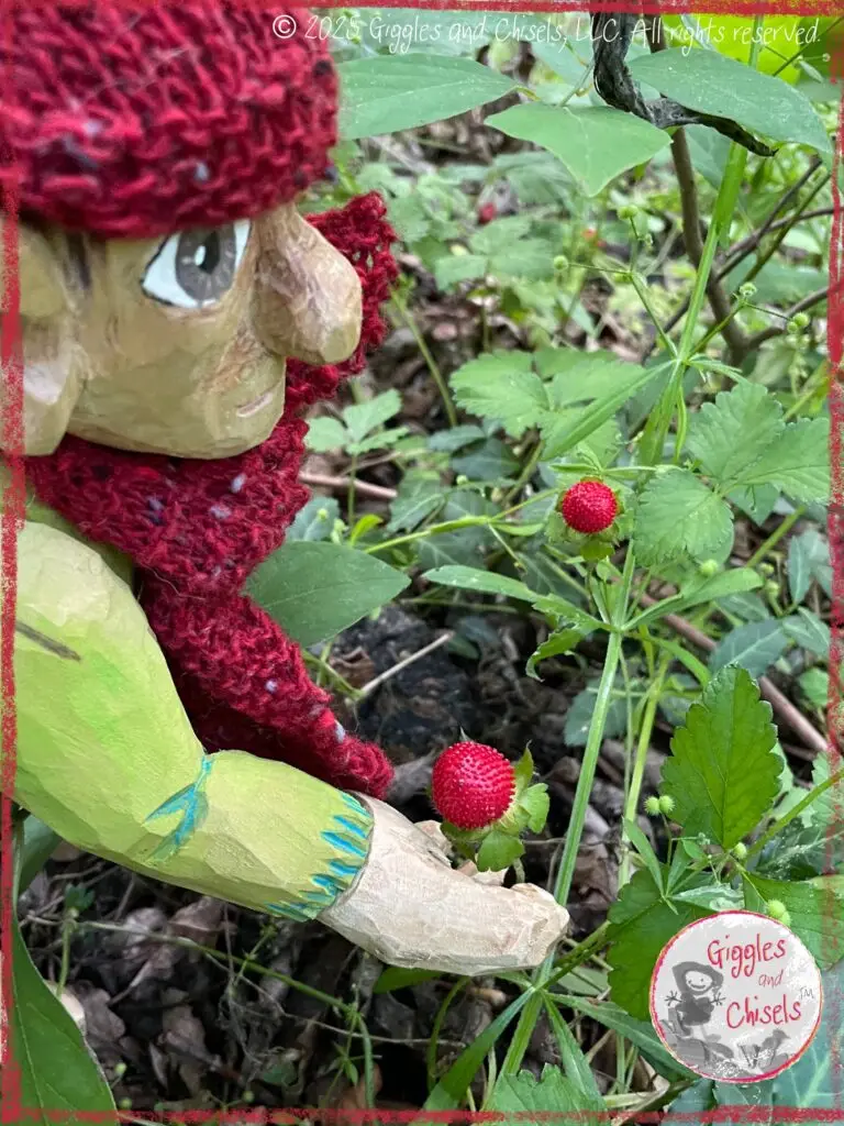 Pierre Qui Roule, a wooden puppet, looking at wild strawberries
