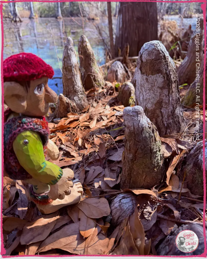 Pierre Qui Roule, a wooden puppet, looking at cypress roots