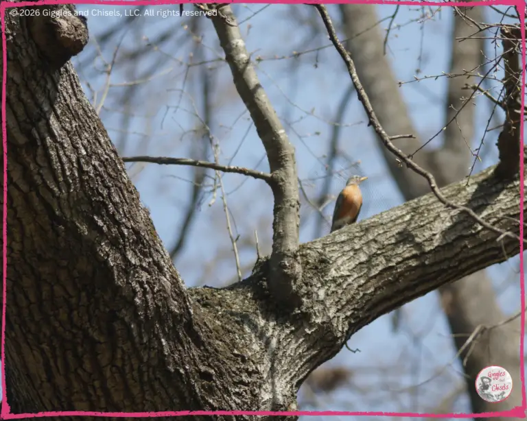 A bird on the top of a tree