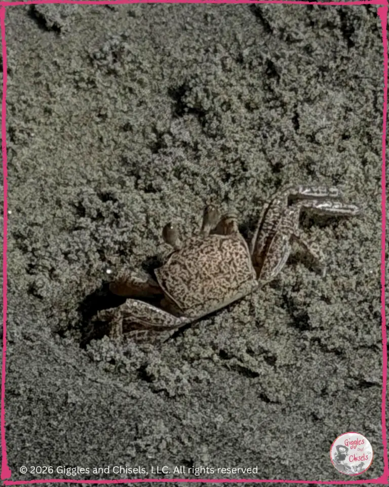 A picture of a ghost crab