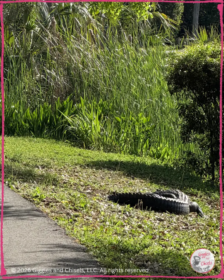 A picture of an alligator, sunbathing on the side of a trail